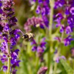 Bumble bee on May Night Woodland Sage